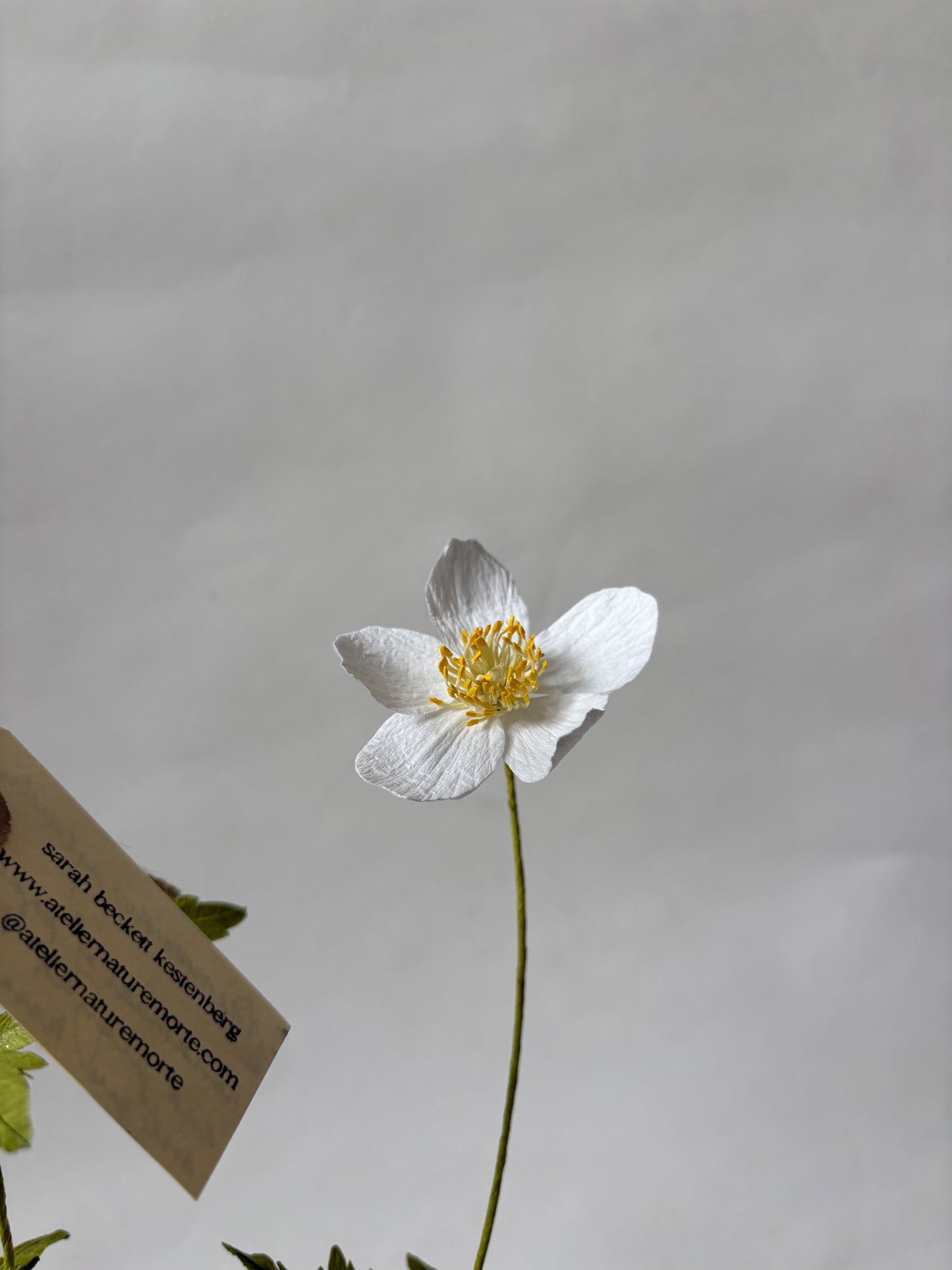 Paper Anemone