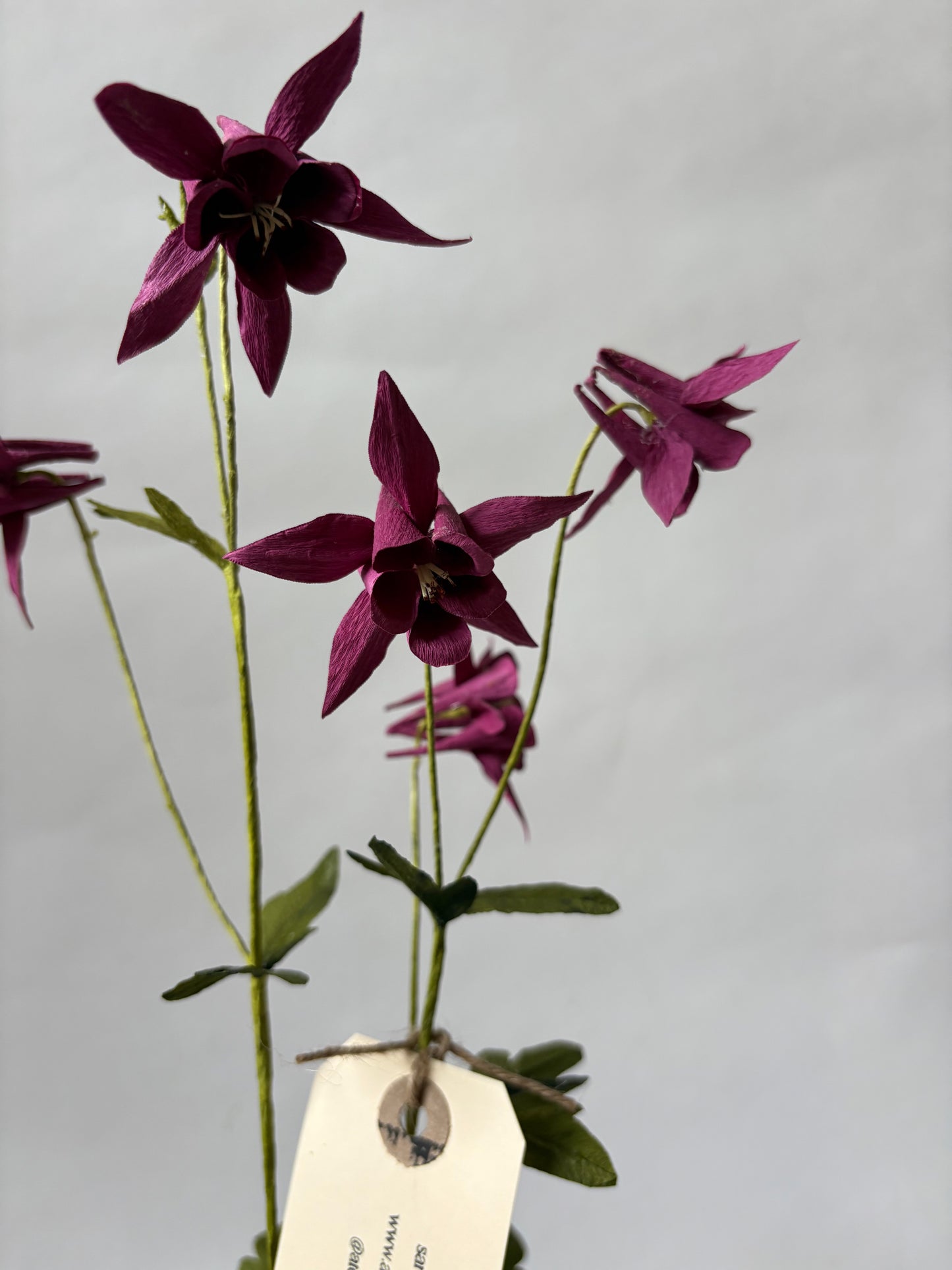 Paper Aquilegia