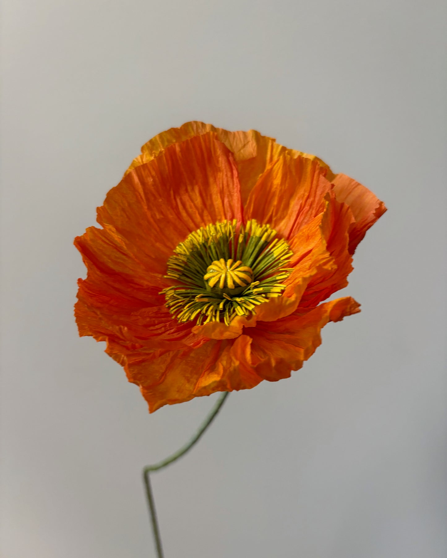 Icelandic Poppy Workshop August 20th, 2026