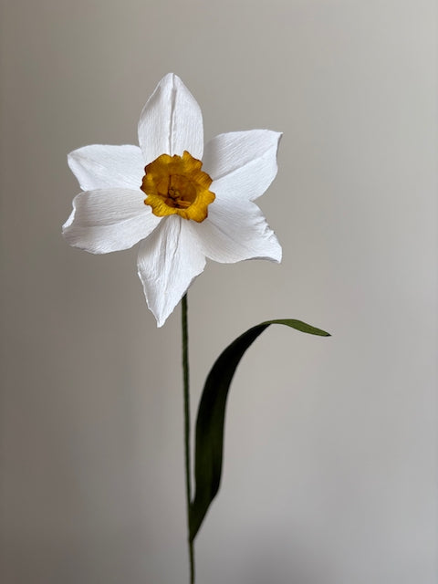 Paper Daffodil 001