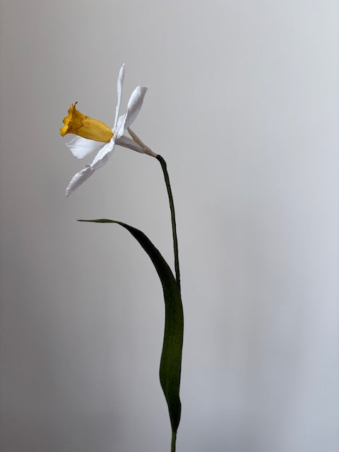 Paper Daffodil 001