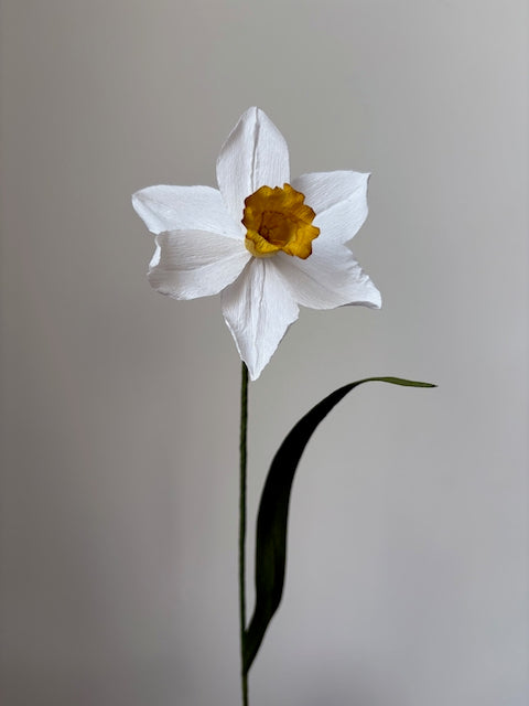 Paper Daffodil 001