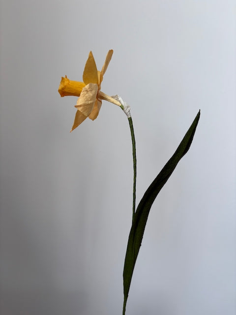 Paper Daffodil 002