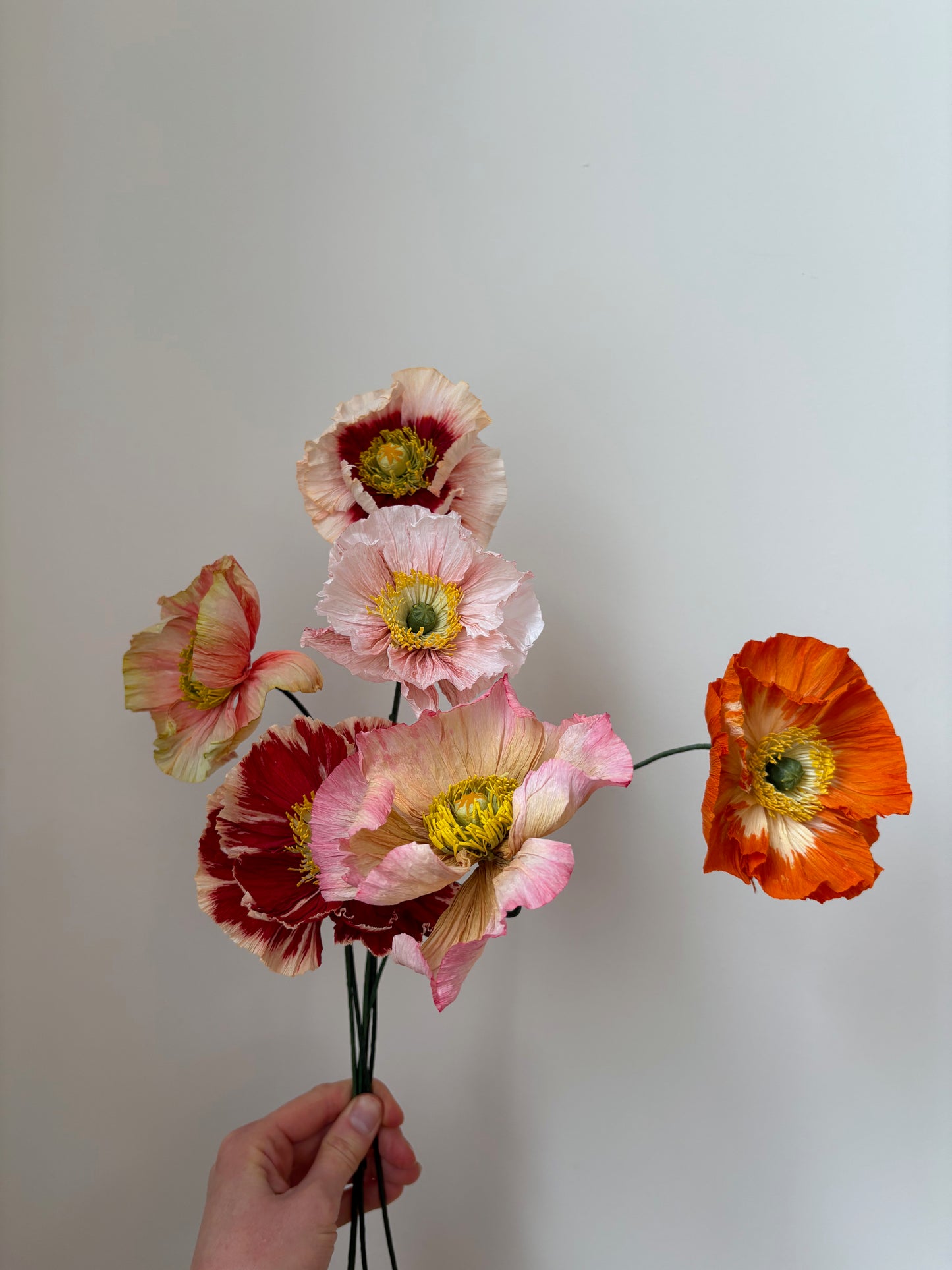 Icelandic Poppy 12 Avril
