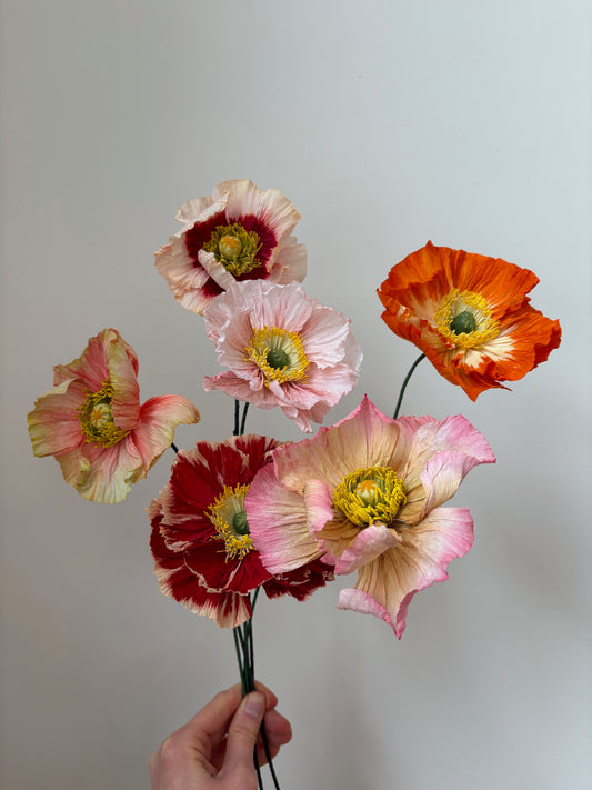 Icelandic Poppy 12 Avril