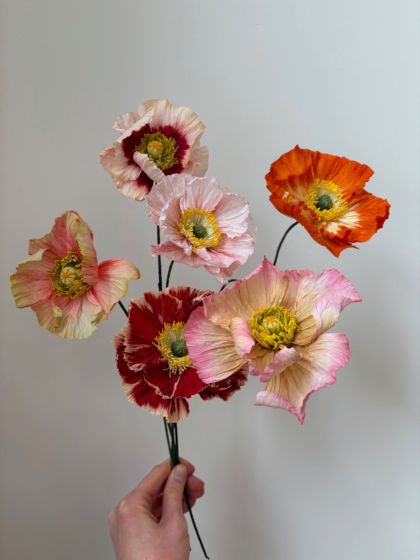 Icelandic Poppy 12 Avril