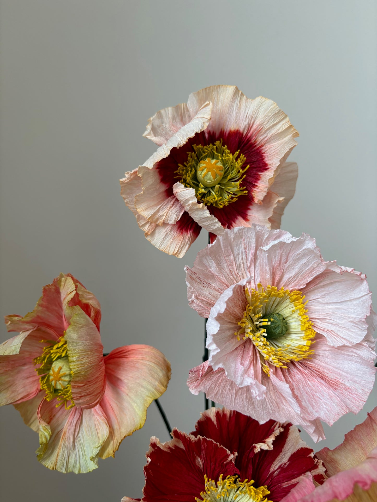 Icelandic Poppy 12 Avril