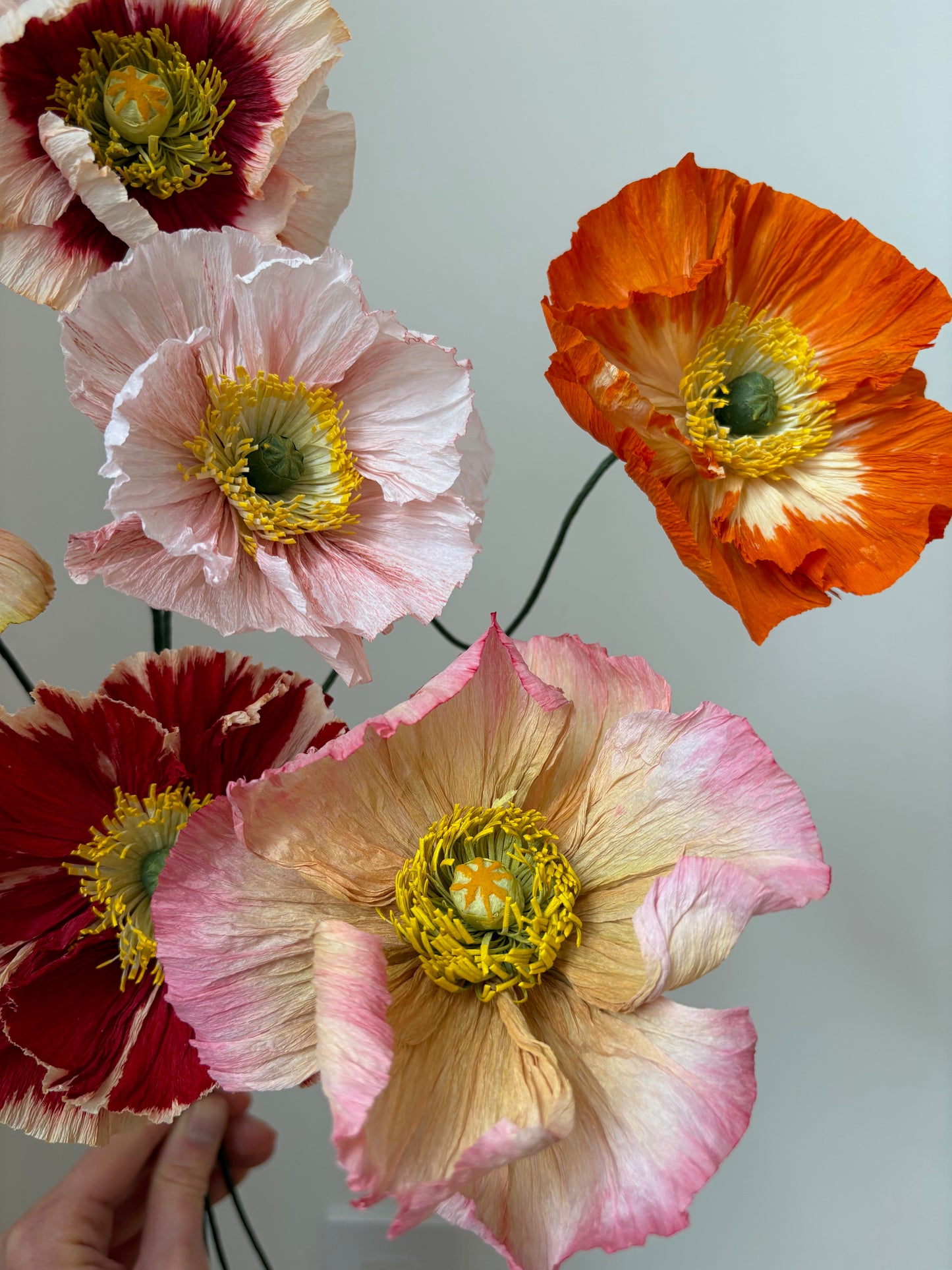 Icelandic Poppy 12 Avril