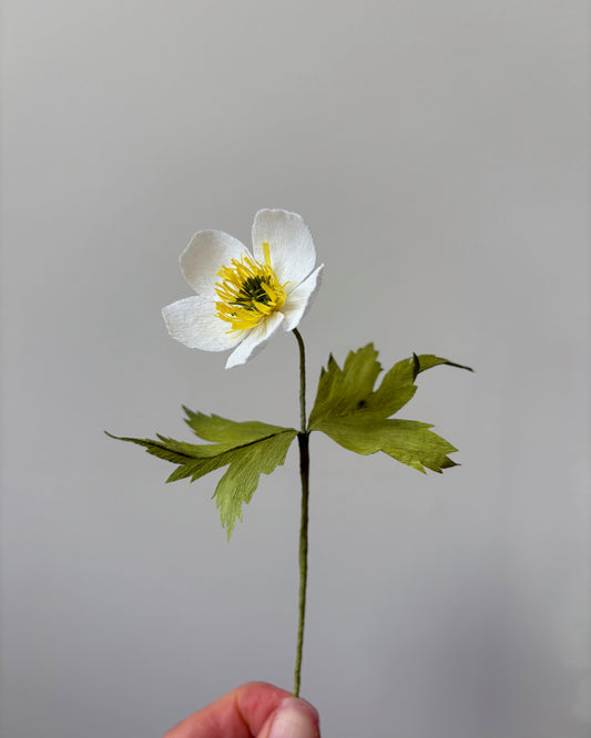 Canada Anemone Craft Kit