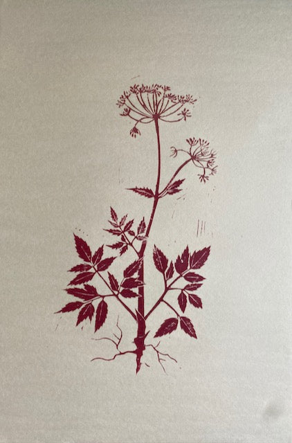 Herbarium Collection - Angelica
