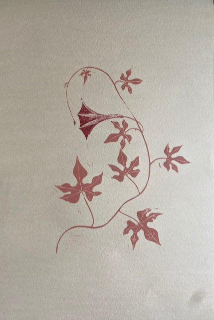 Herbarium Collection - Lindheimer’s Morning-Glory