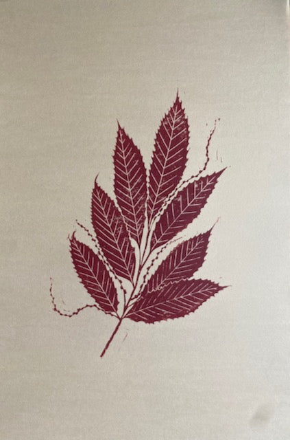 Herbarium Collection - American Chestnut
