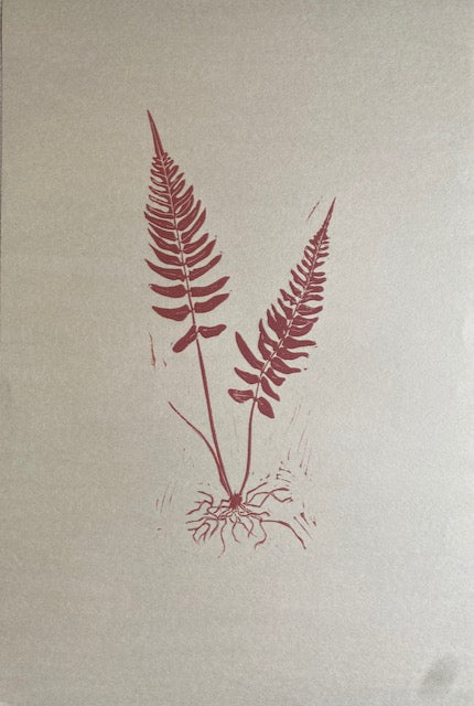 Herbarium Collection - Blechnum Fern