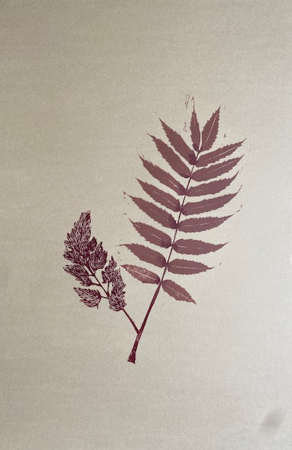 Herbarium Collection - Staghorn Sumac
