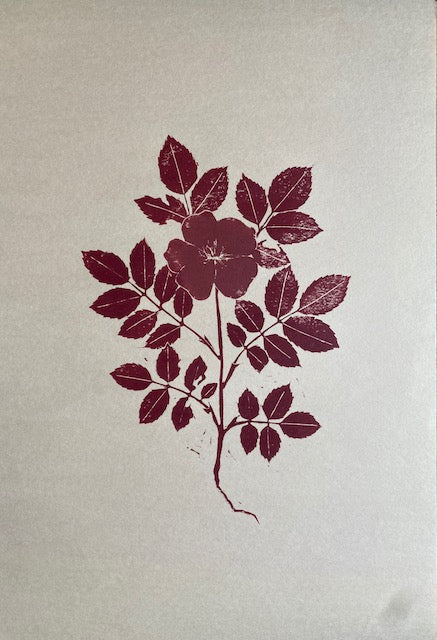 Herbarium Collection - Rosa Rugosa