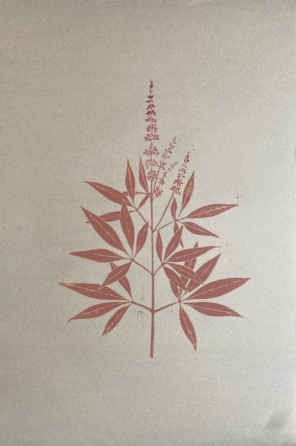 Herbarium Collection - Vitex