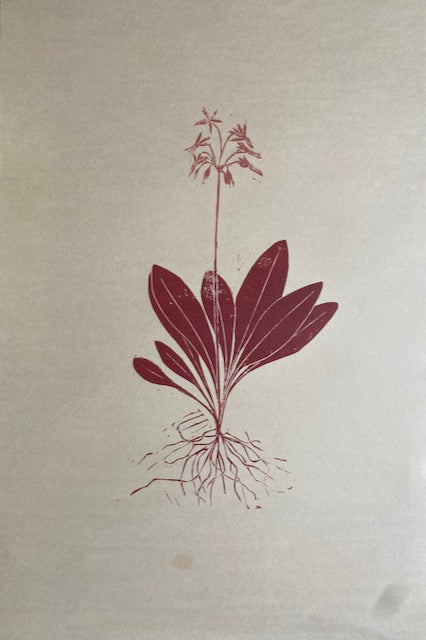 Herbarium Collection - Dodecatheon Meadia