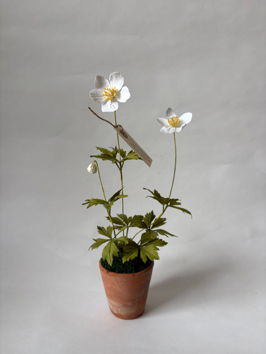 Paper Anemone