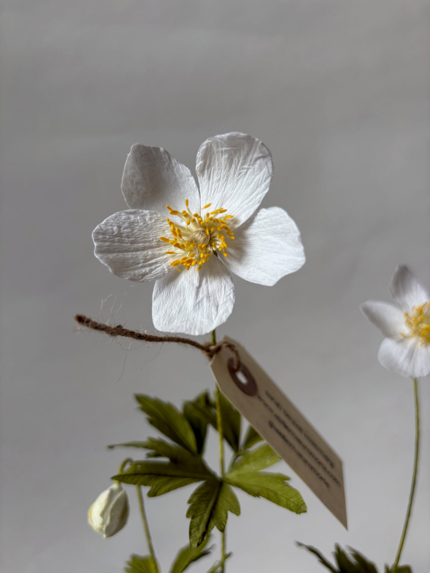 Paper Anemone