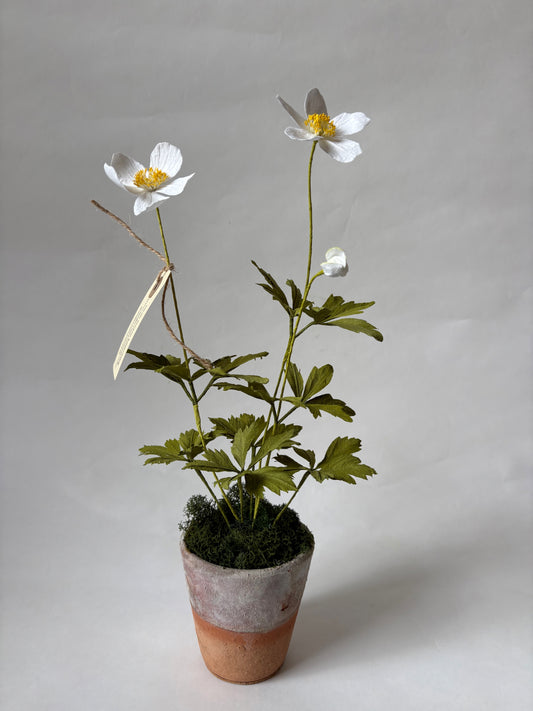 Paper Anemone