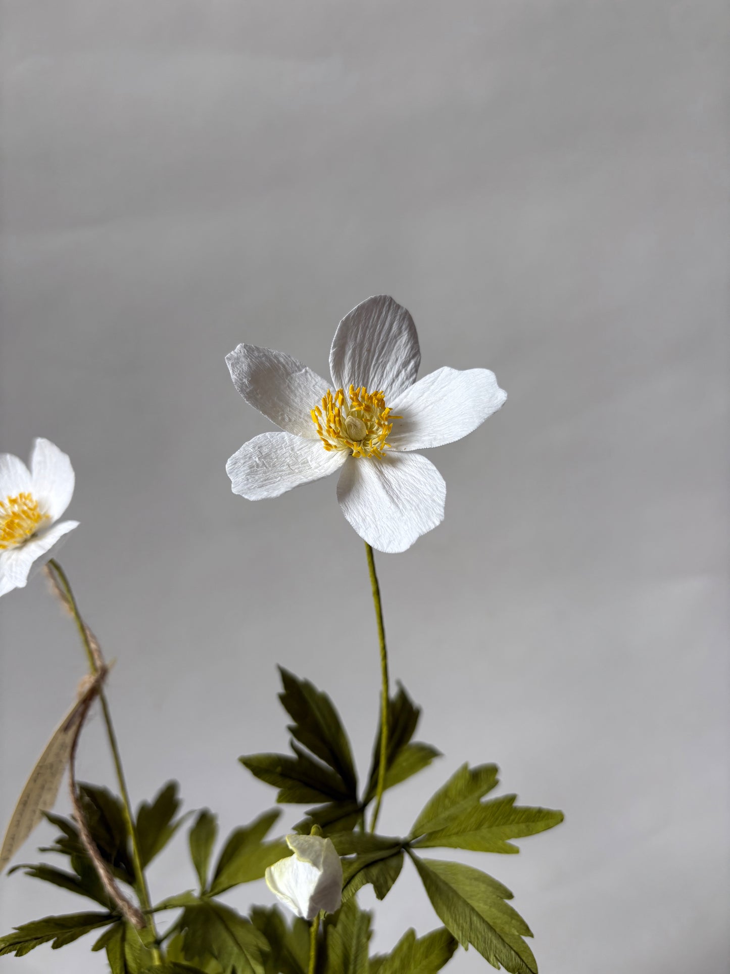 Paper Anemone