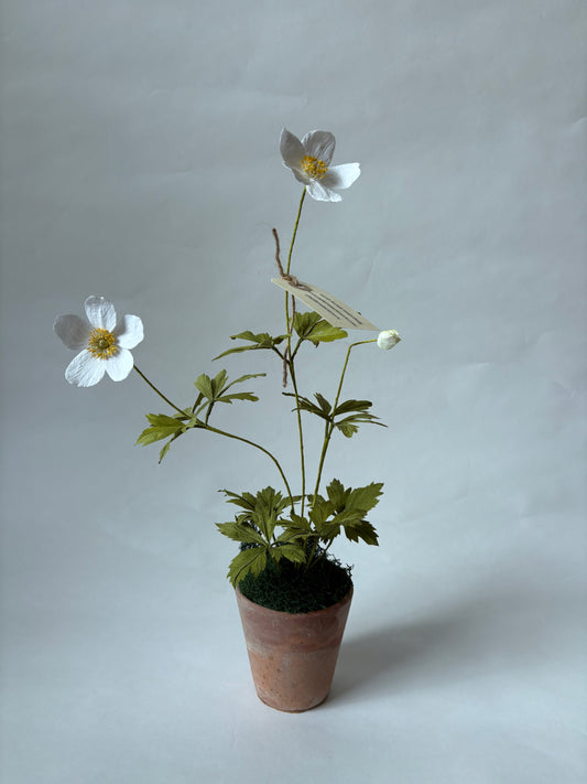 Paper Anemone