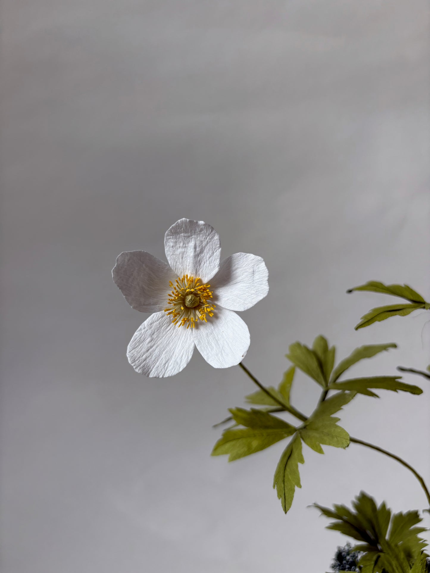 Paper Anemone