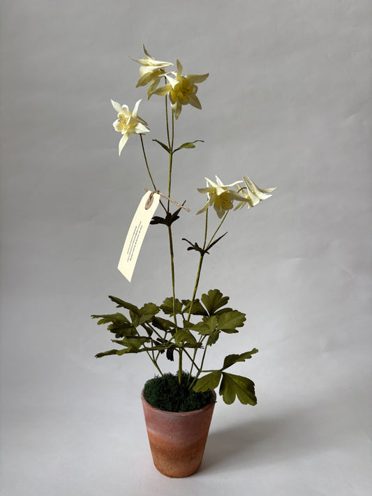 Paper Aquilegia