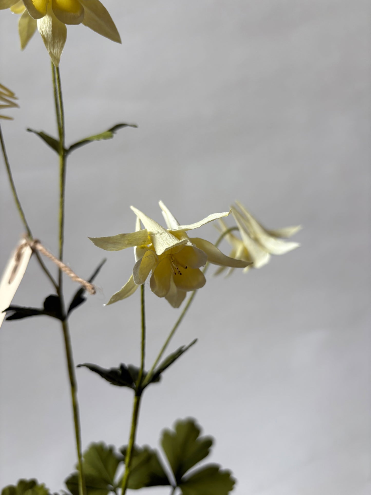 Paper Aquilegia