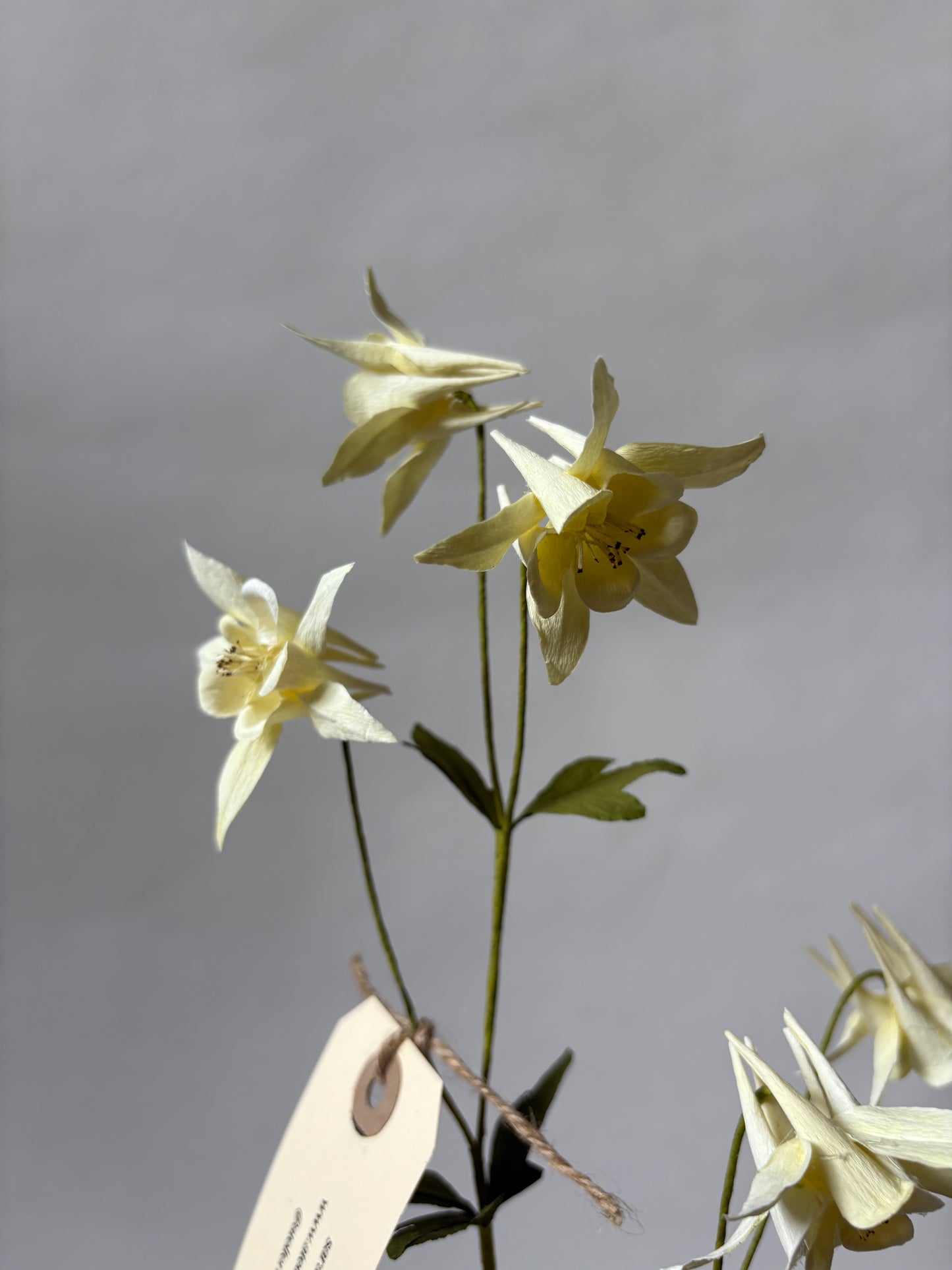Paper Aquilegia