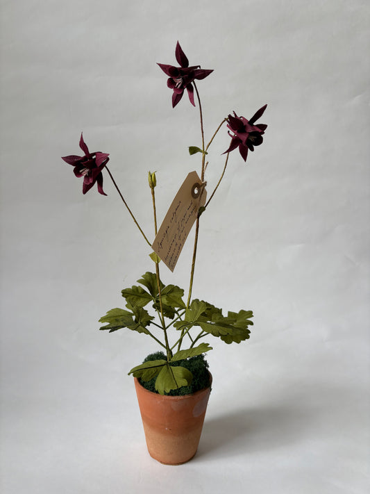 Paper Aquilegia