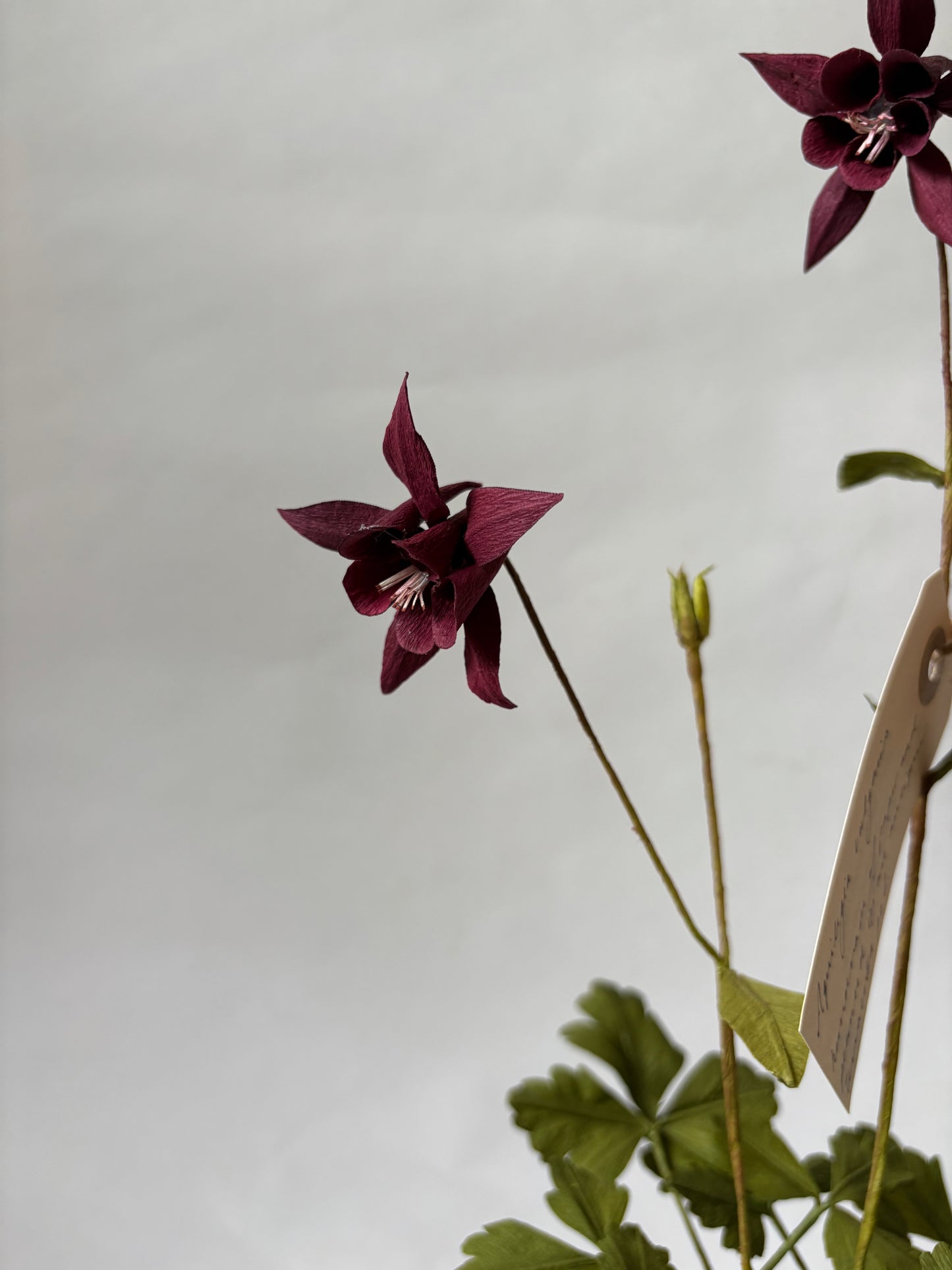 Paper Aquilegia