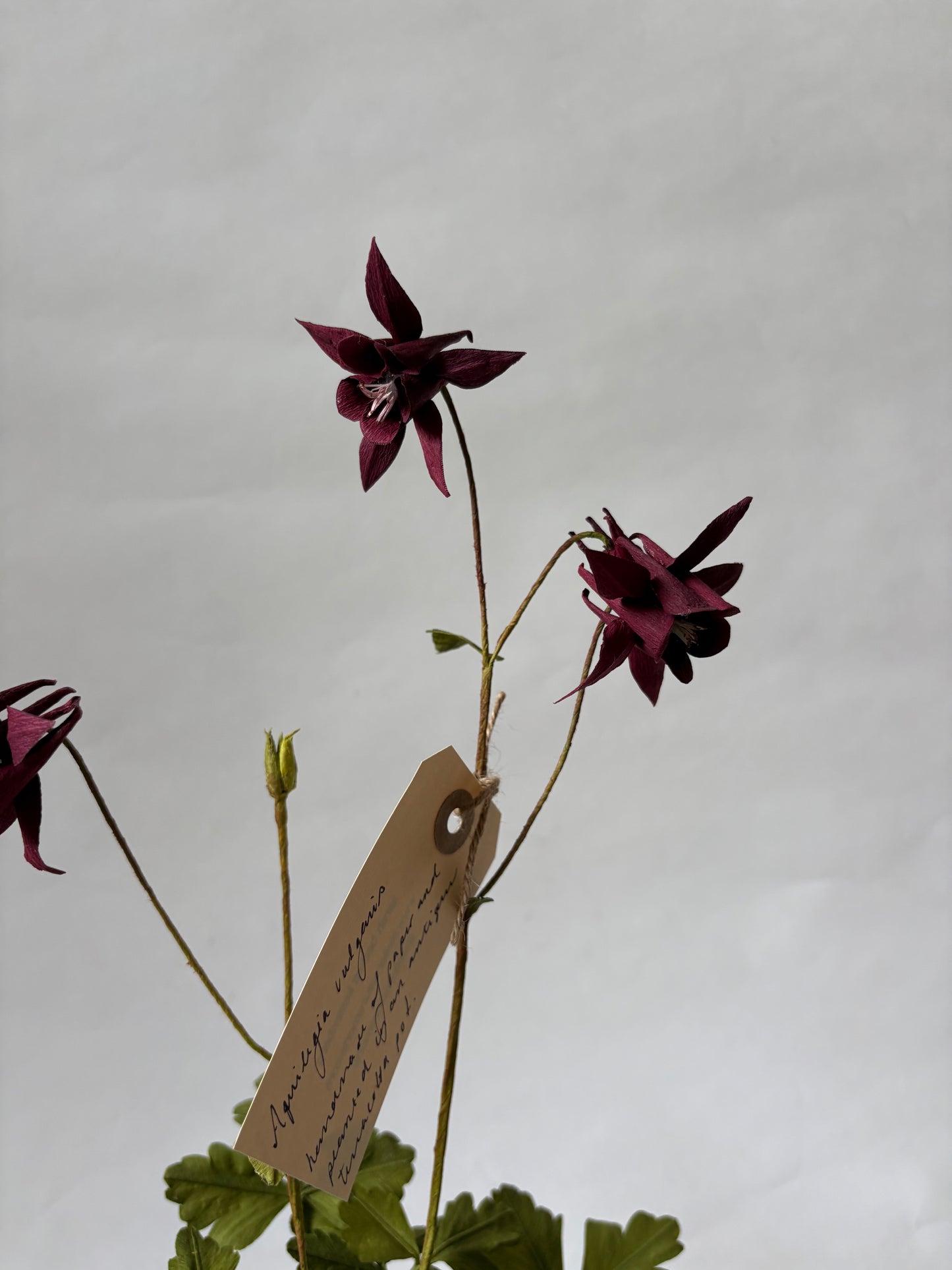 Paper Aquilegia