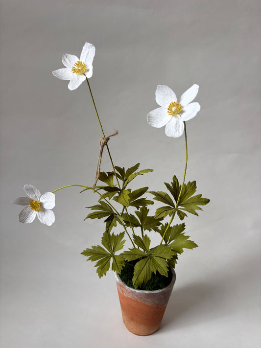 Paper Anemone