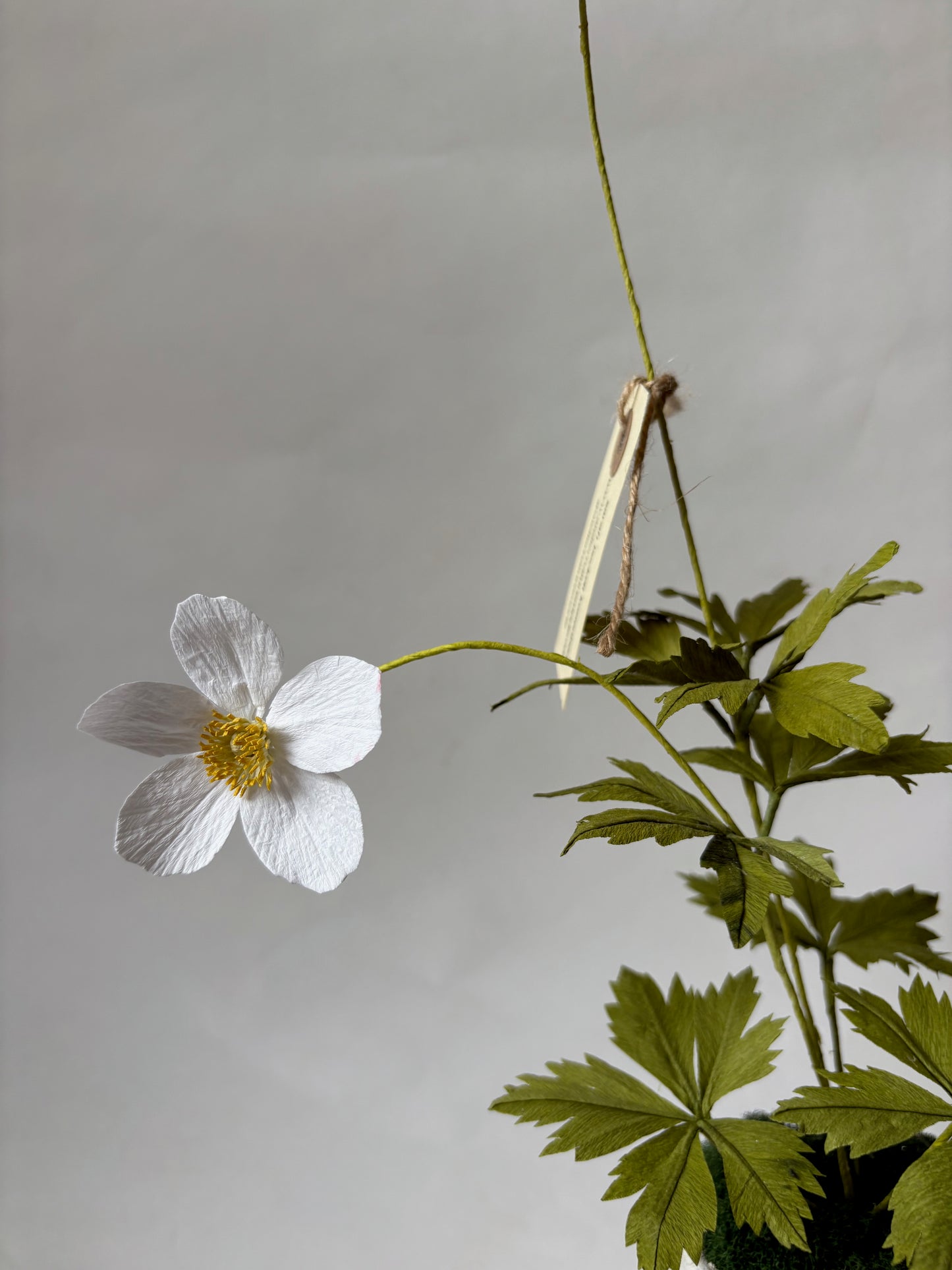 Paper Anemone