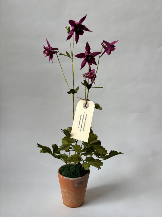 Paper Aquilegia