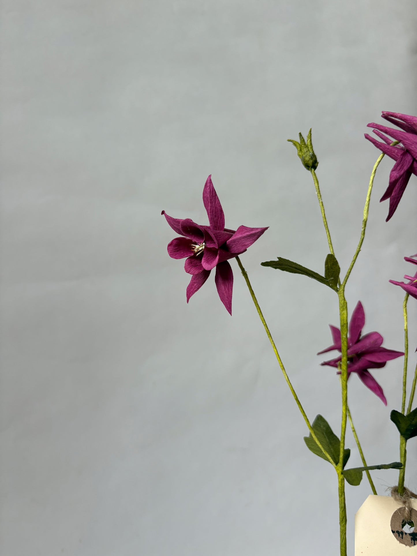 Paper Aquilegia