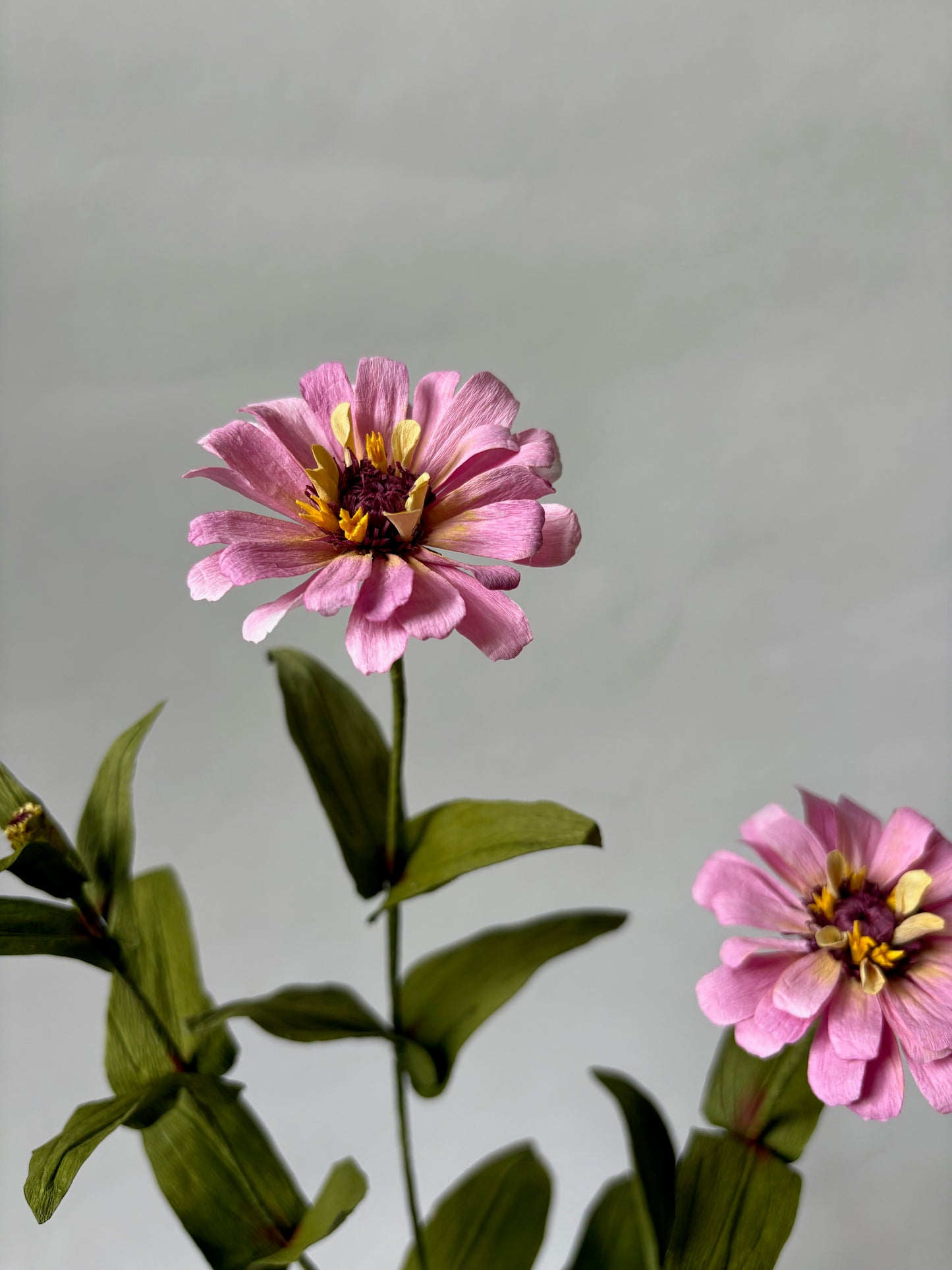 Paper Zinnia