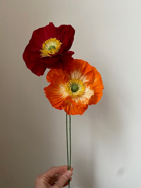 Icelandic Poppy 12 Avril