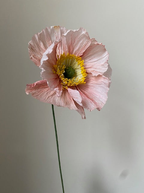 Icelandic Poppy 12 Avril
