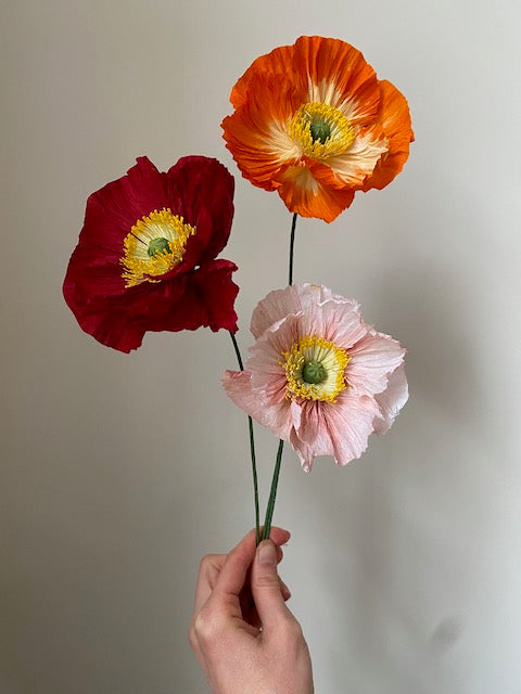 Icelandic Poppy 12 Avril