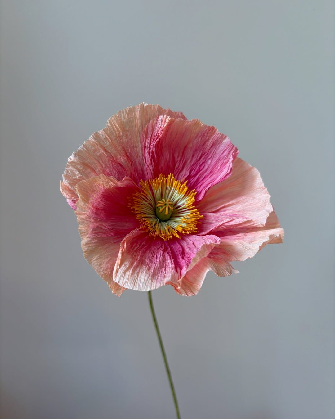 Icelandic Poppy Workshop August 20th, 2026