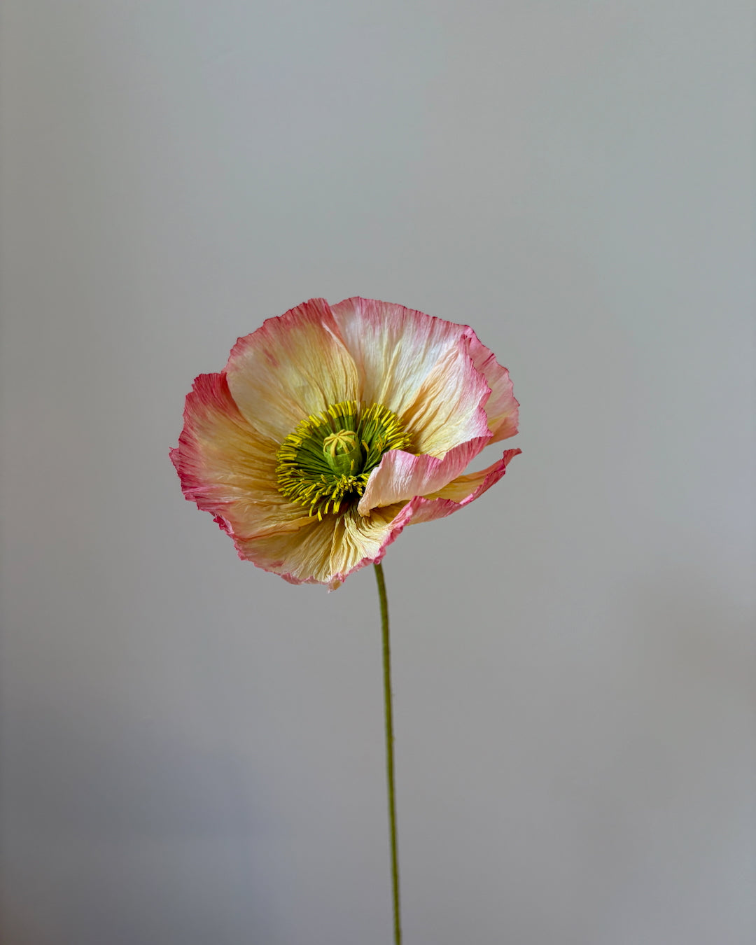 Icelandic Poppy Workshop August 20th, 2026